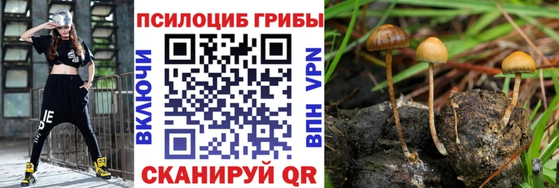Галлюциногенные грибы Psilocybe  Купить закладки  Каменка 